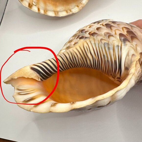 Charonia Tritonis (Triton's Trumpet) Two Pieces Vintage Shells - Picture 5 of 9